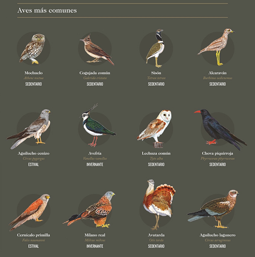 Aves mas comunes